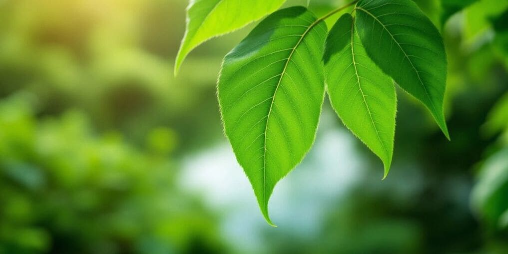 Framtiden för Kratom i Sverige och internationellt